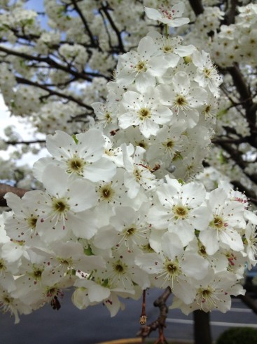 Pear Blooms