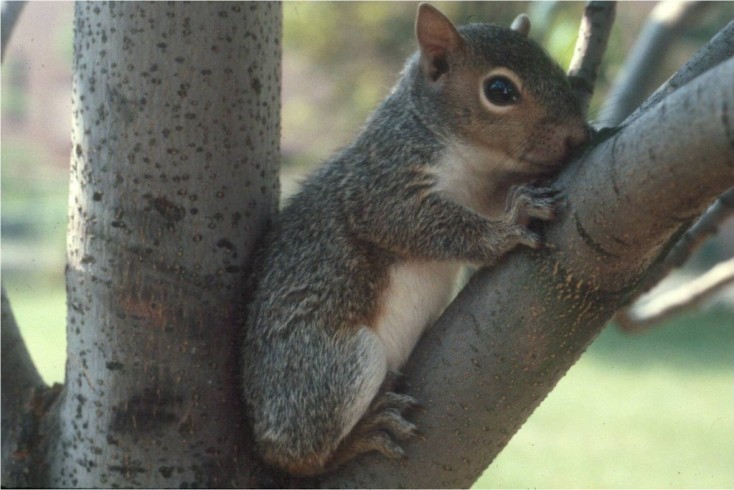 Rocky the Squirrel